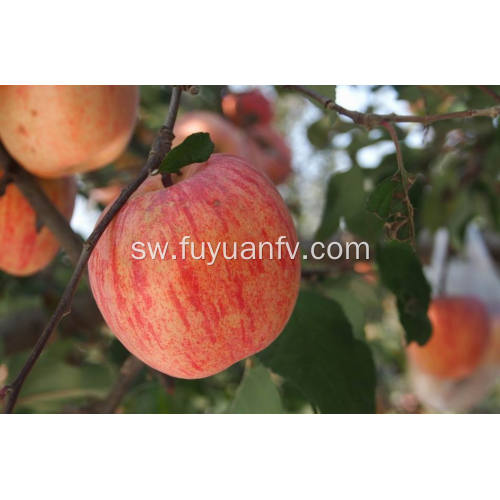 Round Fresh Cheap Qinguan apple